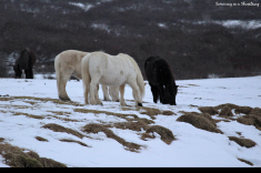 Horses along the Golden Circle route